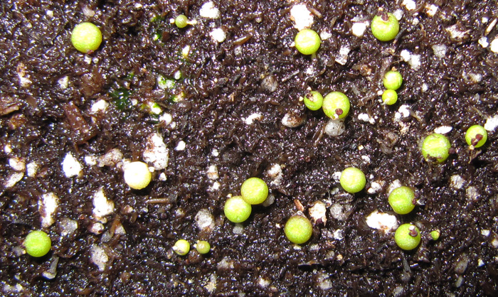 Aztekium ritteri 2 months old